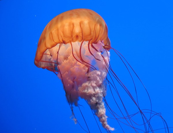 Jelly Fish