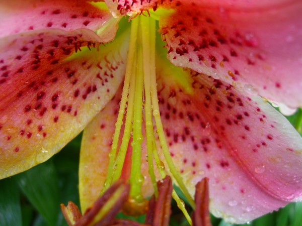 Close up lily