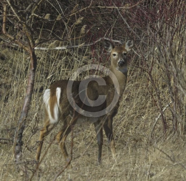 Deer
