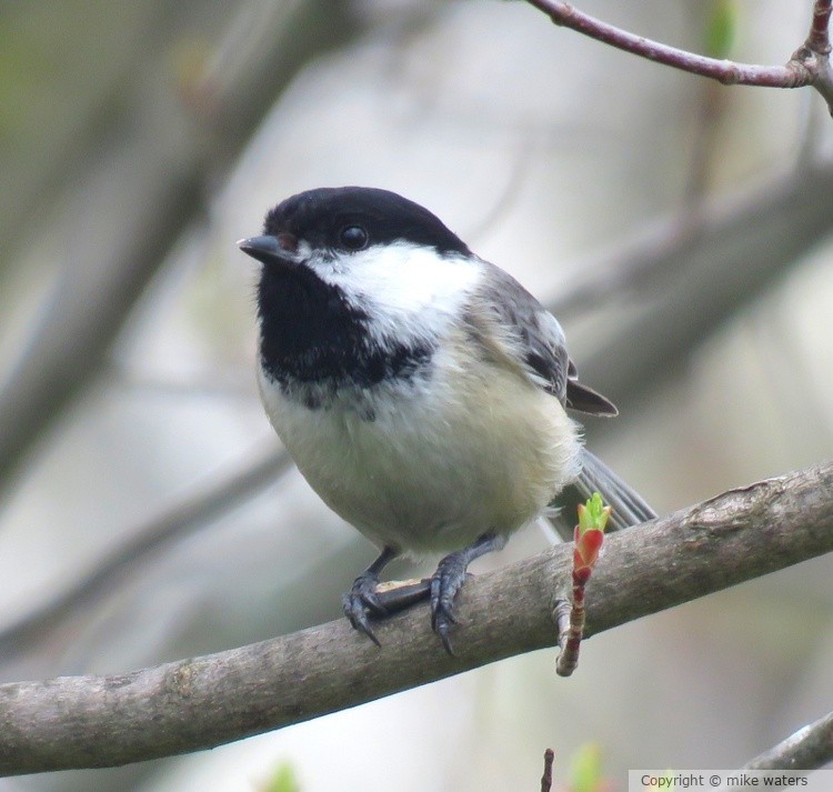 Chickadee