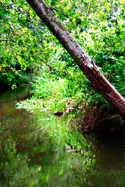 Rainforest Lagoon