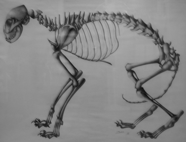 catskeleton