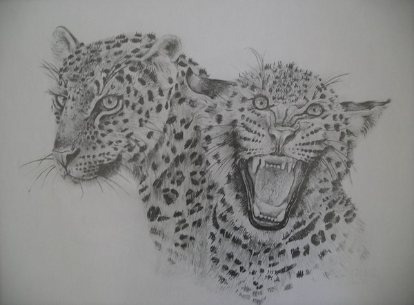 Leopards
