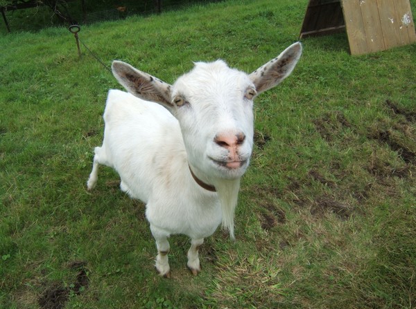 Goatee