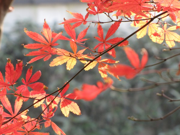 autum colours , China !!