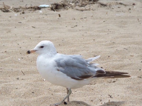 Prancing Seagull