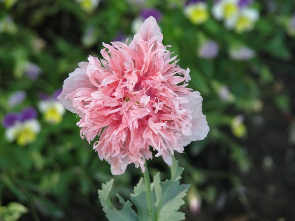 Little Pinky