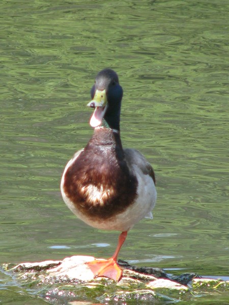 Duck or Flamingo?