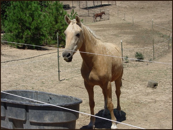My Friend Flicka