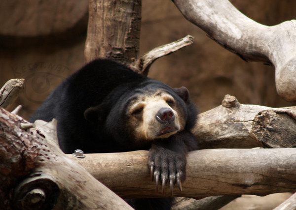 Sloth Bear