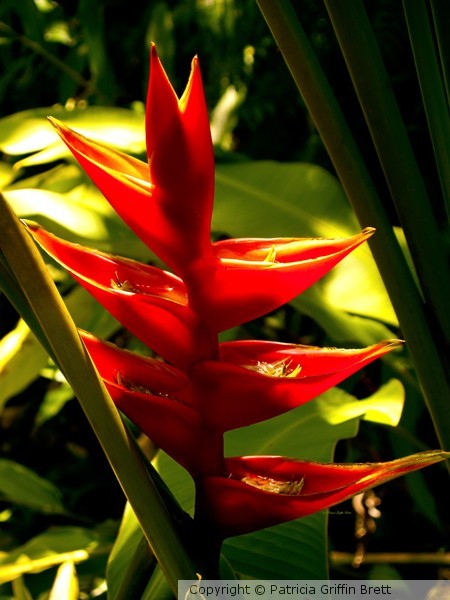 Heliconia II- fine art print