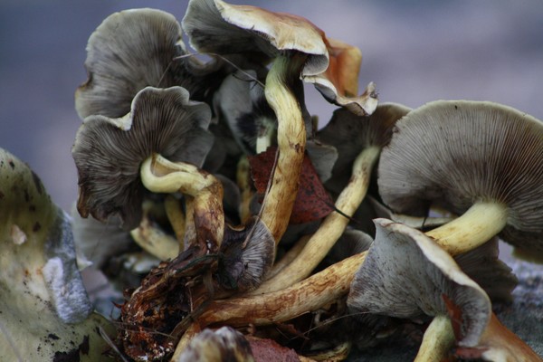 champignon