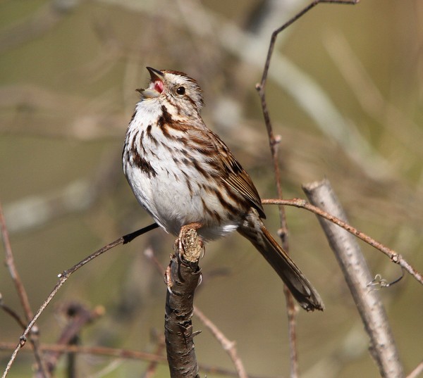 Singing Sparrow