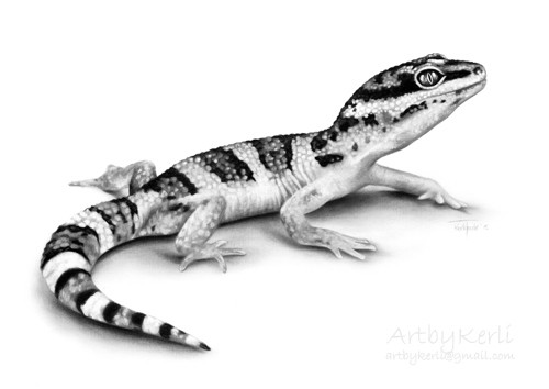 Leopard Gecko