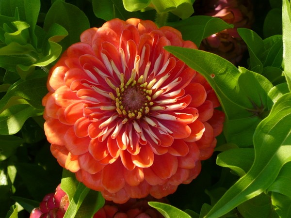 wow flower