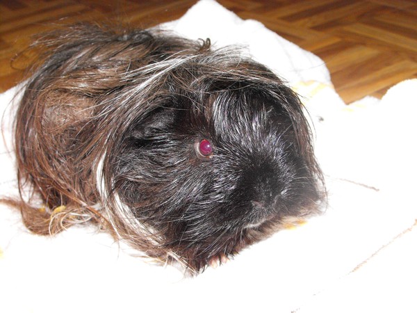 piggy the guinea pig