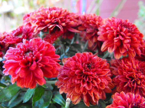 Flowers