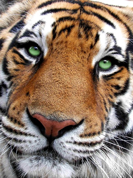 Tiger Face