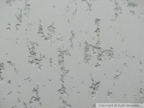 Ice on my Window
