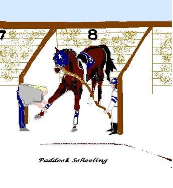 Paddock Schooling