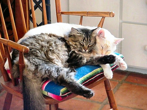 Cat Nappin'