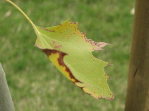 Leaves fall, things change