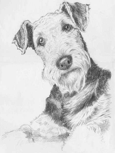 Airedale terrier