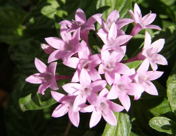 Purple Floral