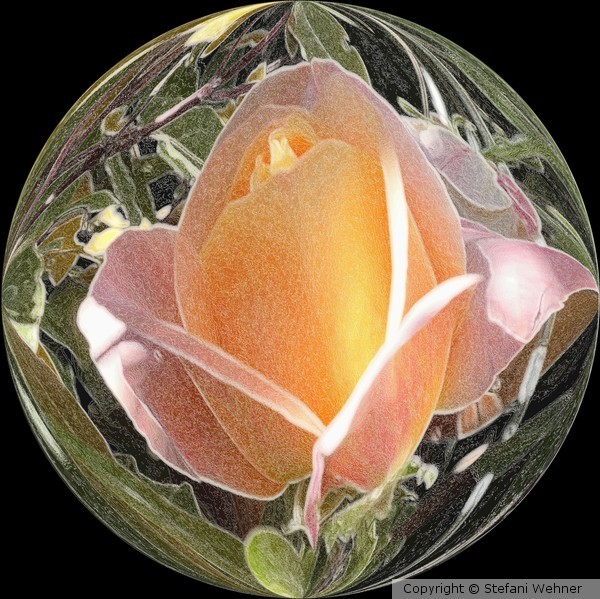 rose bubble