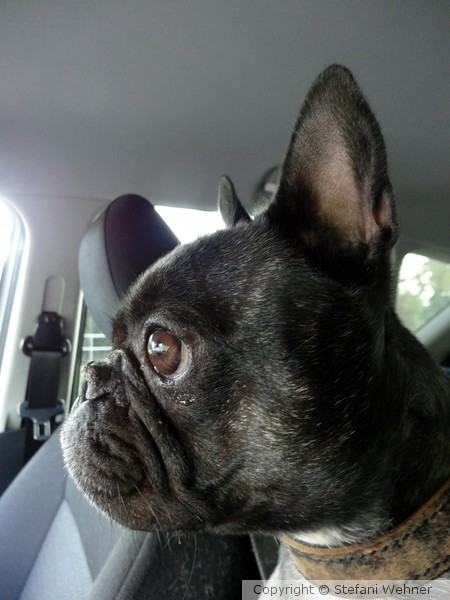 Extra, my co-pilot