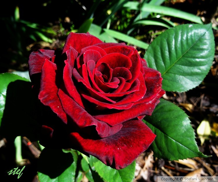 red velvet