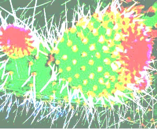 cactus series
