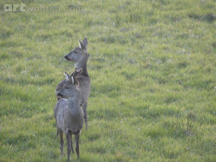 wild life