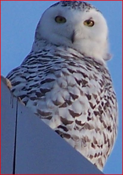 Snowy Owl