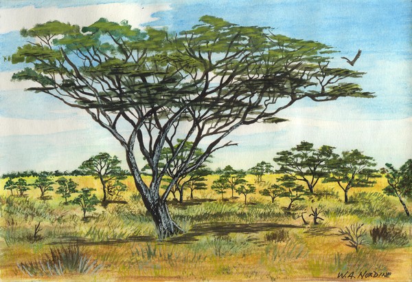 Serengeti