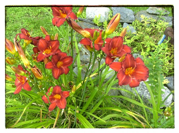 our lillies