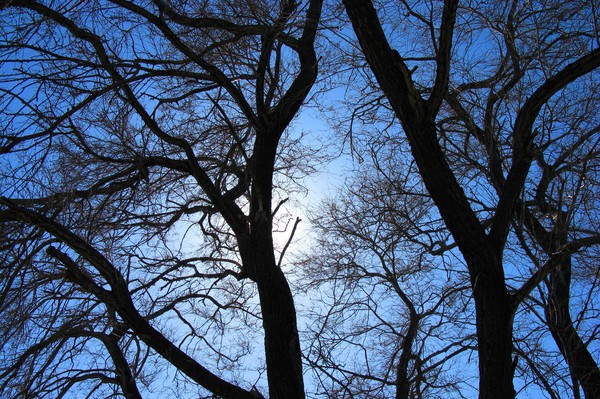 Clear Blue Sky Overhead