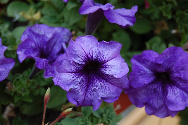 Flowers Detail