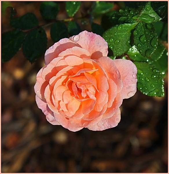 Nature's Beauty