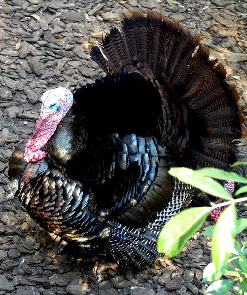 Wild Turkey