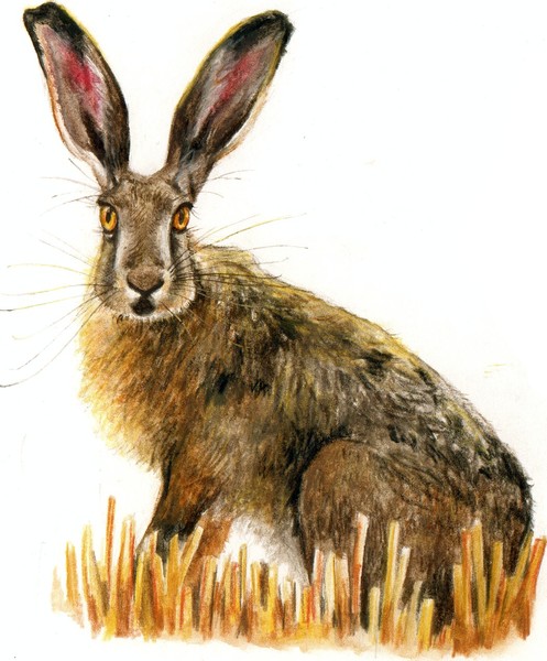 hare