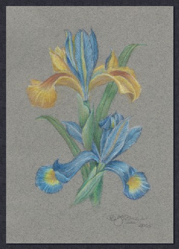 Double Iris