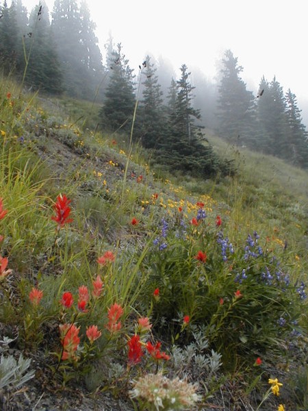 Hurricane Ridge #1