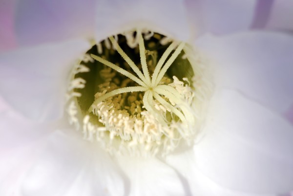 Nikon_07192009_4262