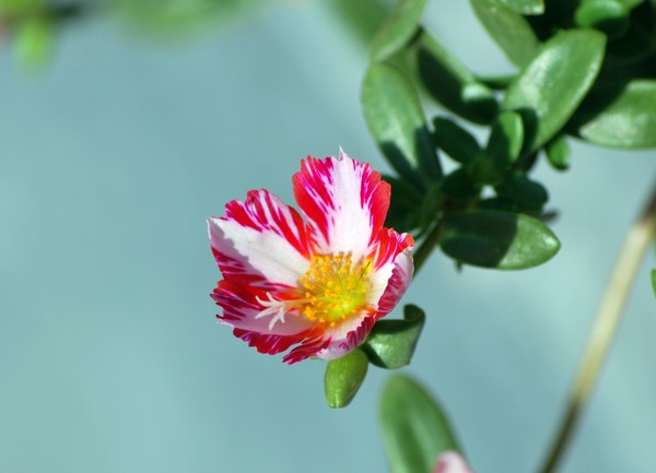 Nikon_08062009_4402