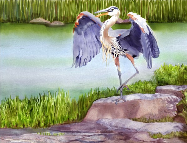 Great Blue Heron