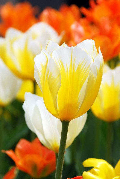My Yellow Tulips