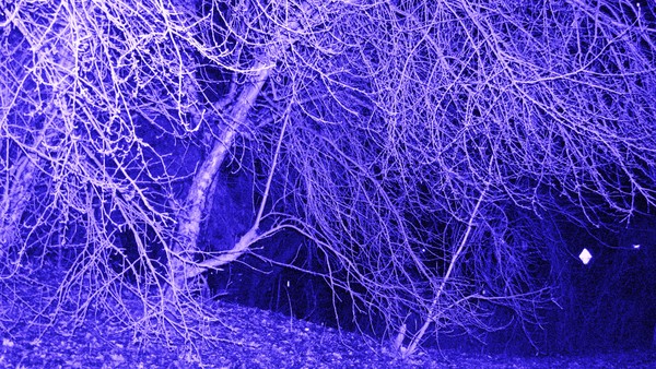 treetops in winter