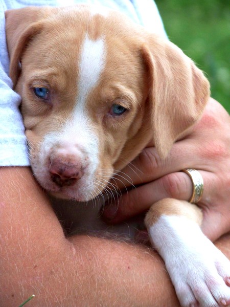 Catahoula Leopard Dog Puppy