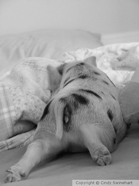 Piggy Butt